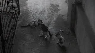 3 cats playing together with a brickbat