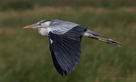 Low flying grey heron - Woodbridge Island Vernon Chalmers Photography