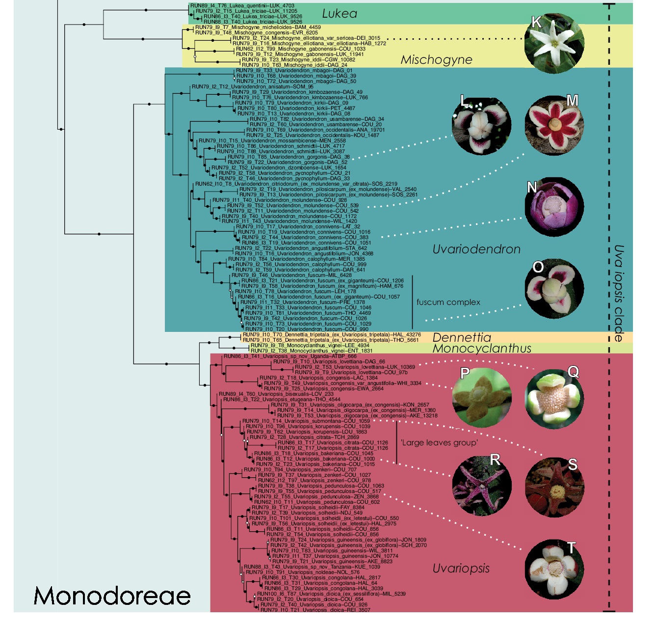Species New to Science: [Botany • 2023] Phylogenomic Inference of the ...