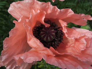 Single pink poppy