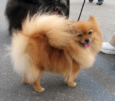 long haired chihuahua pictures. LONG HAIRED CHIHUAHUA ?