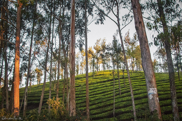 Tea gardens