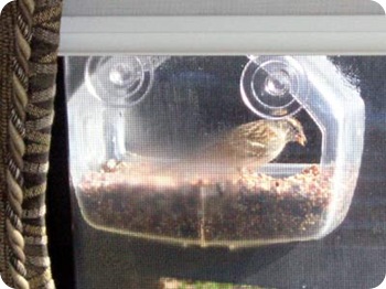 bird-2