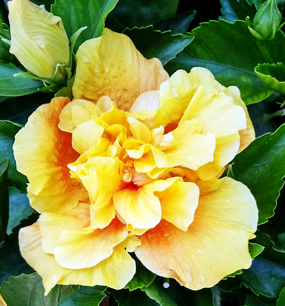 yellow June Hibiscus