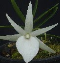 Angraecum  Didieri