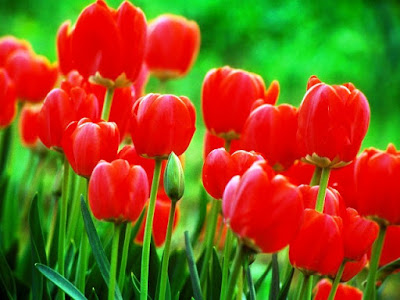 Bunga Tercantik di Dunia-Tulip Merah