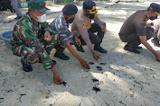    Ratusan Ekor Tukik Penyu Hijau Dilepasliarkan Dari Pantai Pulau Tarupa 