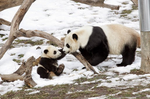 Gambar Dan Foto Lucu Panda Serta Asal Usul Panda