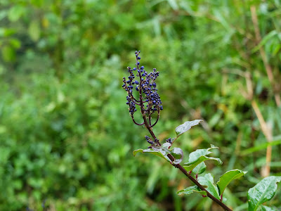 Monnina Inflorescence More Developed