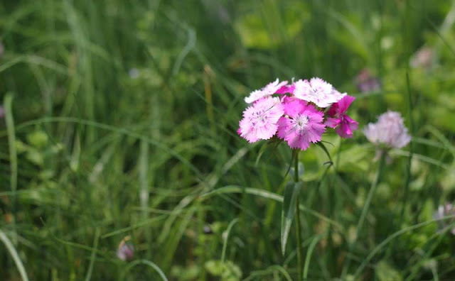 Sweet William Flowers Pictures