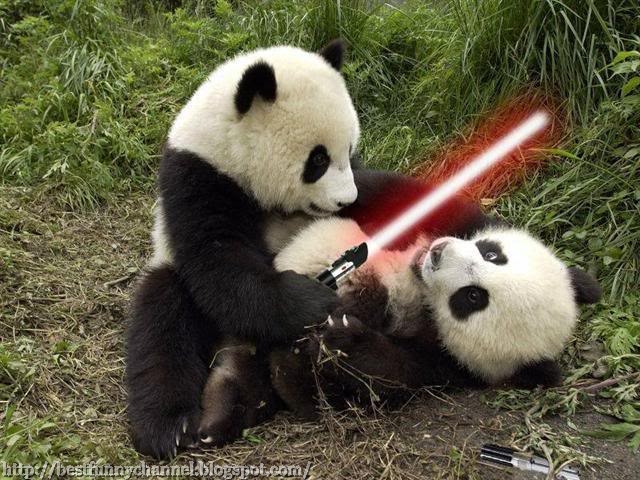 Funny pandas.