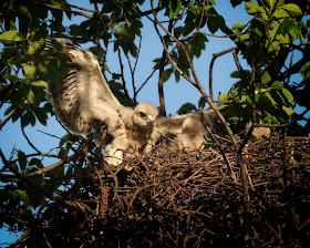 Downy red-tailed hawk nestling flapping its wings