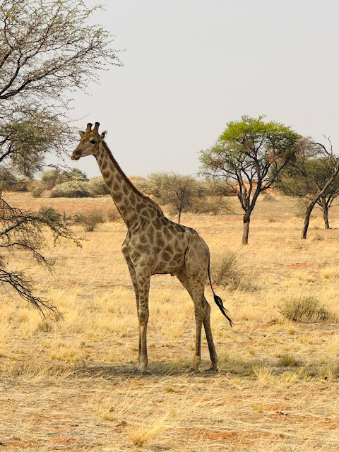 Żyrafa - Namibia