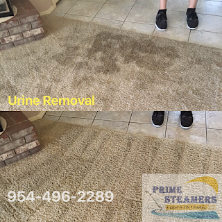 Urine Removel, Stain removal, carpet cleaning - Prime Steamers