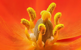 orange-color-beautiful-flower-images