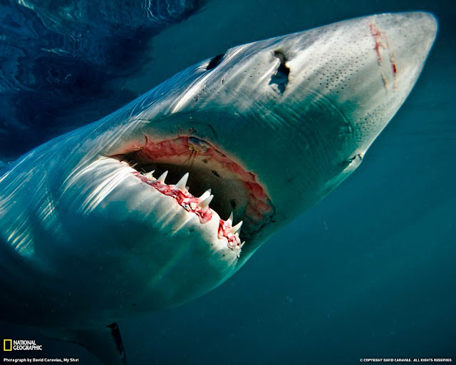 Great white shark