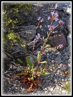 EFP-P1100969