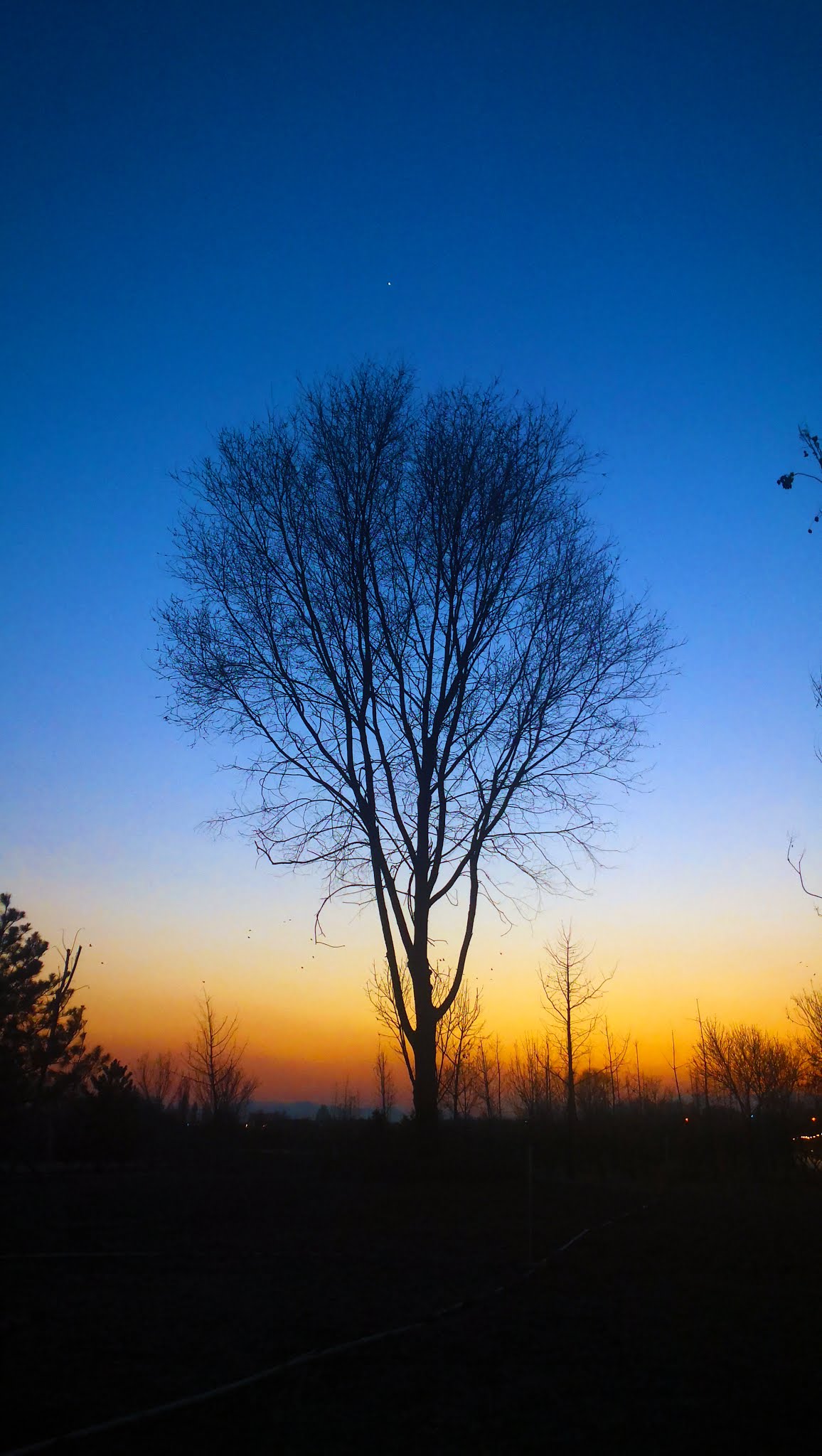 colorful sunset tree