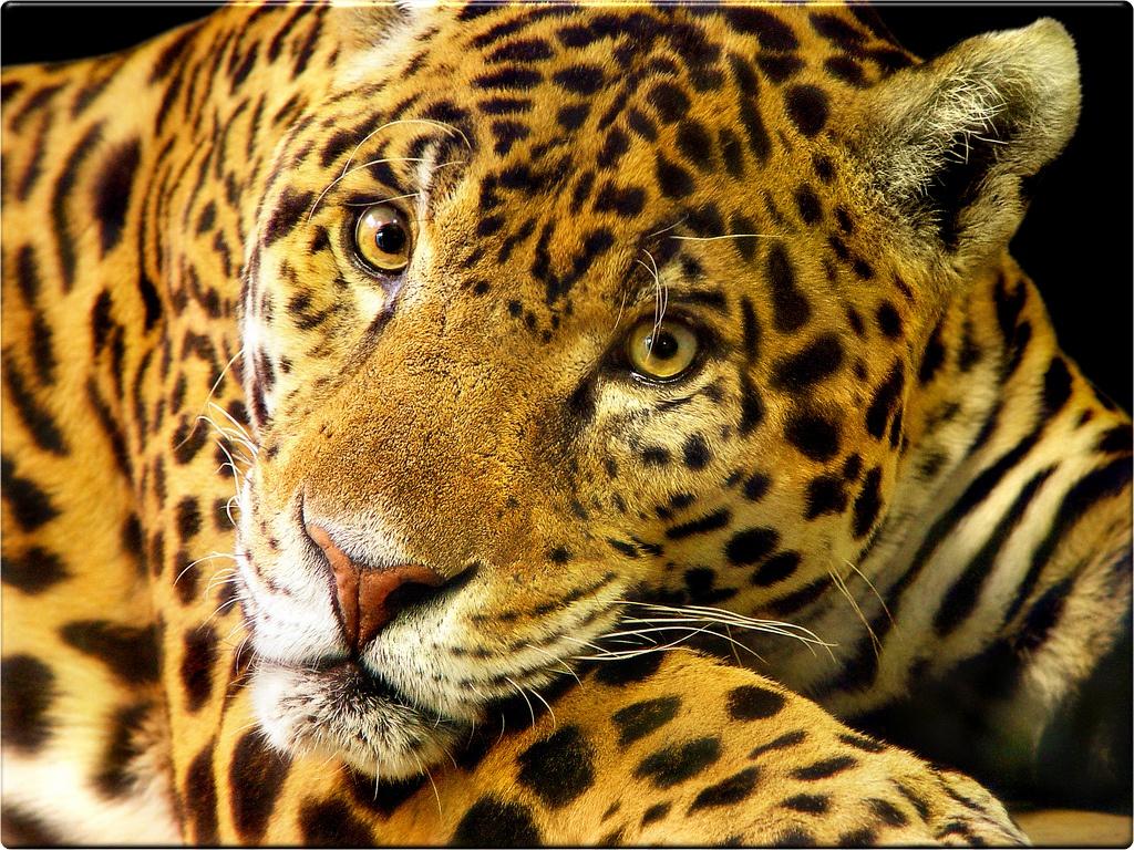 wallpaper animel jaguar
