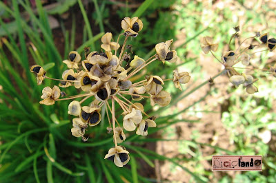 fiore appassito Erba aglina (con semi) Riciclando