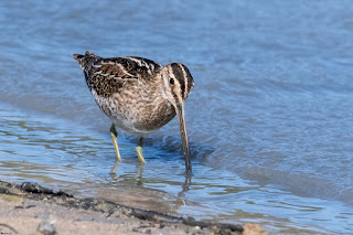 agachadiza-comun-gallinago-gallinago-