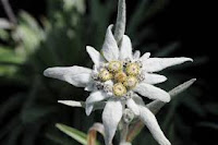 Edelwiess
