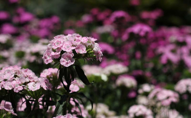 Sweet William Flowers Pictures