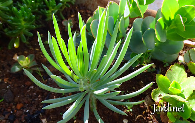 Senecio Azul