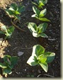 broad beans_2_1