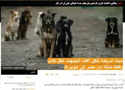 سيدة أمريكية تنفق آلاف الدولارات لنقل كلاب وقطط ضالة من القاهرة لنيويورك