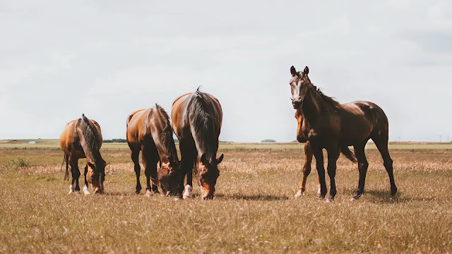 Thoroughbreds Horses