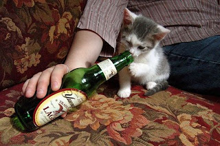 25 gatos que gostam de cerveja