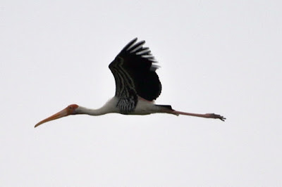 Painted Stork