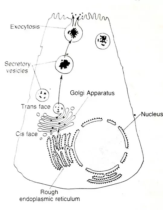 Golgi Bodies:General Introduction, Structure And Function|Hindi