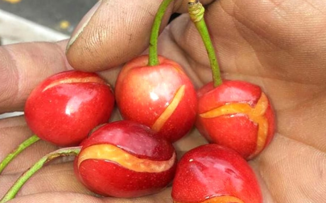 Puglia, la Coldiretti lancia l'allarme: il raccolto di ciliegie a serio rischio