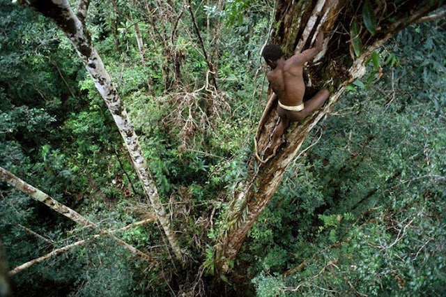 SUKU KOROWAI, SUKU POHON PAPUA