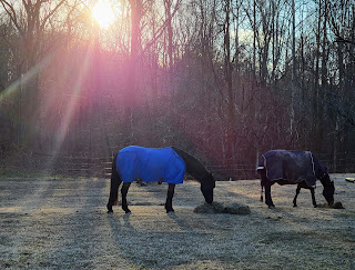 horses grazing on hay with sunlight