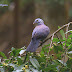 சோலைப்புறா [Nilgiri Wood Pigeon]