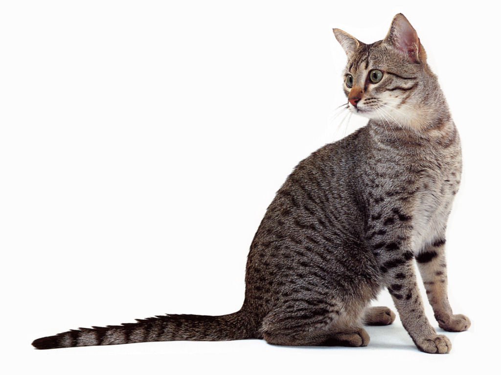 Cat Breeds, Egyptian Mau Cats