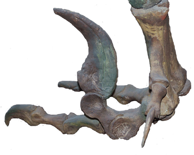 Segundo dedo hiper extensible culminado en una garra hipertrofiada en forma de Hoz del Utharaptor.