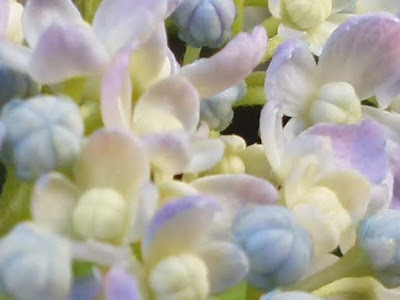 おたふく 紫陽花 393260-紫陽花 おたふく 画像