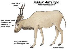 addax_diagram