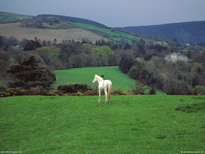 Horses | nature desktop wallpapers Images Photos