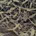 Acetobacter xylinum