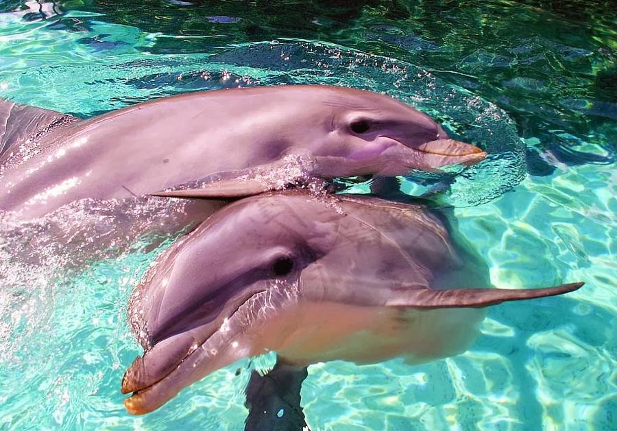 Help Us To Save The Pink Dolphin Pink Dolphin Help Us To Save The Pink Dolphin Pink Dolphin