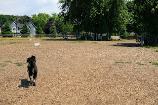 Off-leash dog park in Scarborough Heights Park