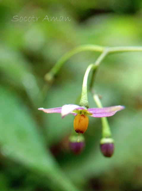 Solanum lyratum