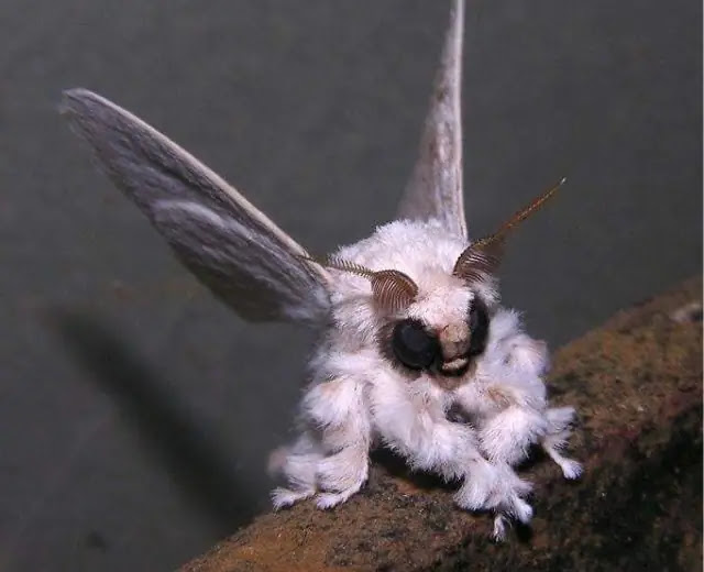 Venezuelan Poodle Moth - A Delightful Enigma in the Insect Kingdom