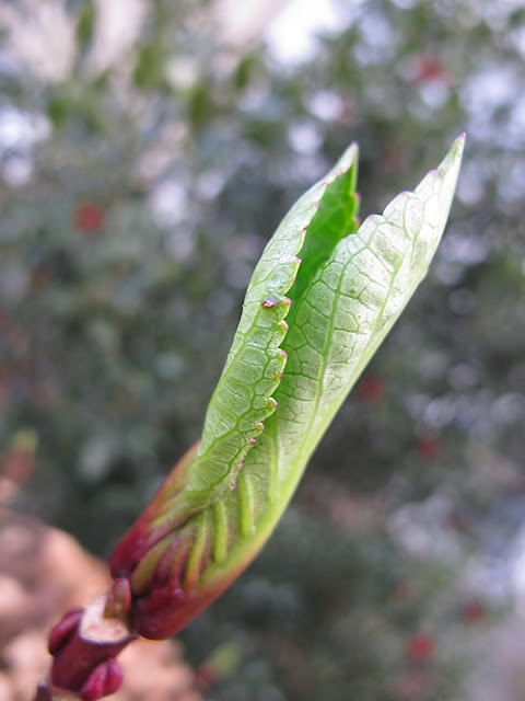 2 januari in mijn tuin ...