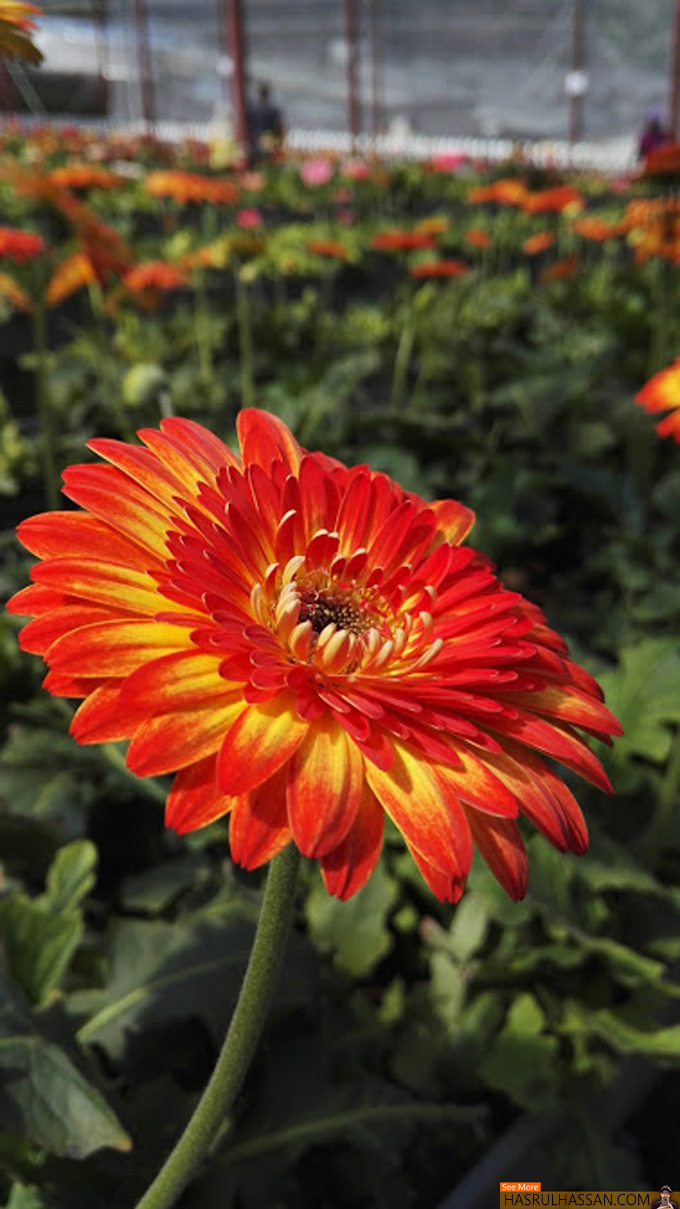  Bunga  Daisy Cantik di Lavender  Garden Cameron Highlands